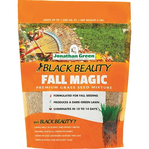 Black beaty fall magic grass seed